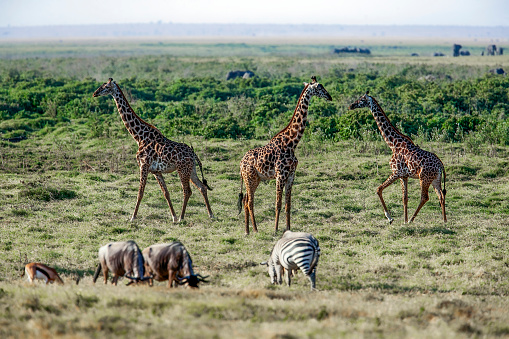 Giraffes, group of three, wildebeests and zebras in the foreground, elephants in the distance, in the afternoon at the grasslands of Amboseli National Park in the eastern Africa country of Kenya.