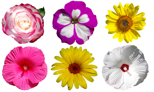 Different flowers isolated on white background.