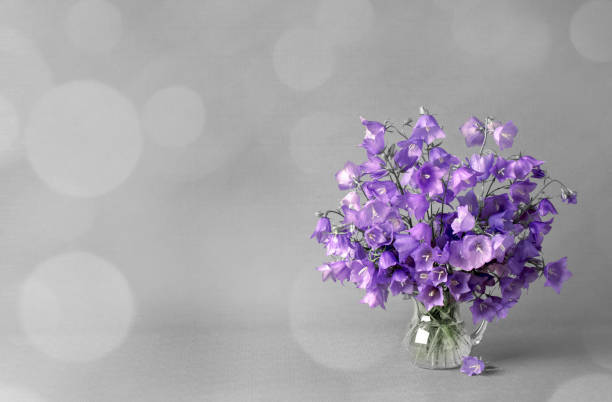 A DSLR photo of beautiful Bluebell flowers (Campanula) in a vase. Beautiful defocused lights bokeh background. Space for copy.