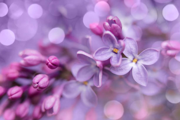 istock Lilac blossom close-up with bokeh 1498498872