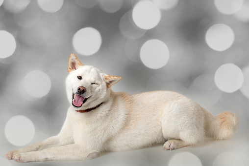 A winking white Shiba Inu dog on a bokeh lights background. Space for copy.