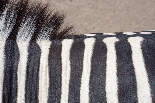 zebra skin texture, wild animal