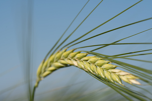 wheat cereals corn farm farming farmer food