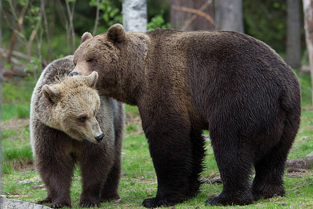 niedźwiedź brunatny miłość w finnish forest - bear animal kissing forest zdjęcia i obrazy z banku zdjęć