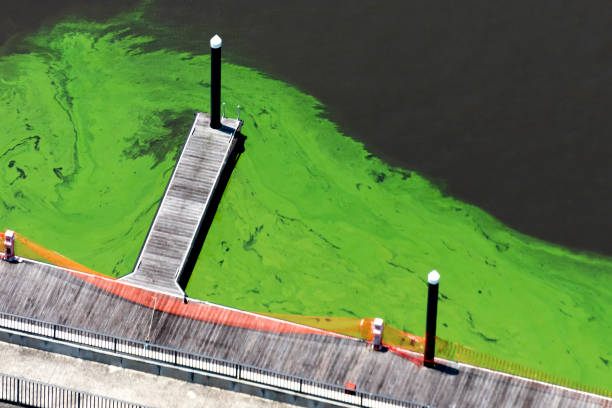 algen bloom - algae slimy green water stock-fotos und bilder