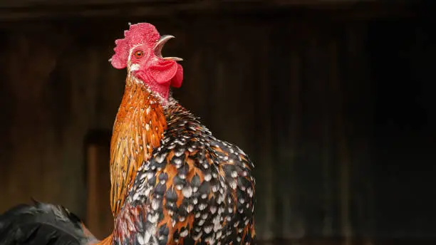 Photo of Small bantam chicken rooster with bright feathers, crowing beak open, dark blurred wooden henhouse background