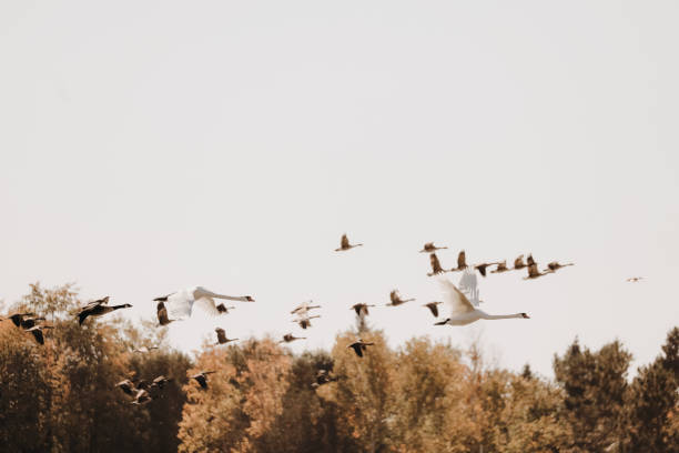 Mute swans and Canadian geese, flying over a bay on an autumn day.
