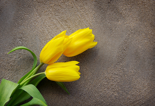 Three yellow tulips of yellow color against a gray wall.