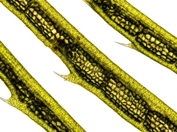 aquatic plant (Hornwort plant - Ceratophyllum demersum) under the microscope showing chloroplasts, cell walls and hairs - optical microscope x100 magnification