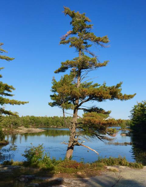 istock Pine Tree on Fairy Lake 1498506013