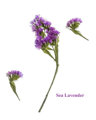 Sea lavender flowers on a white background. Creative layout. Flower composition.