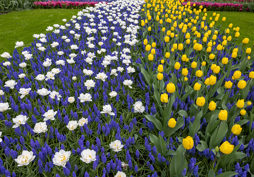 White tulips and blue muscari blooming n the Keukenhof Garden in Lisse, Holland, Netherlands.