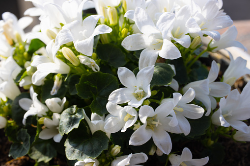Beautiful delicate jasmin flowers on a sunny day