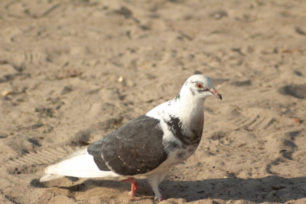 istock one white-gray dove walks along the sandy beach 1498508786
