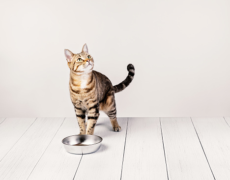 Dinnertime for cute hungry domestic cat standing and waiting to be fed by metal food dish on a white background. Copy space.