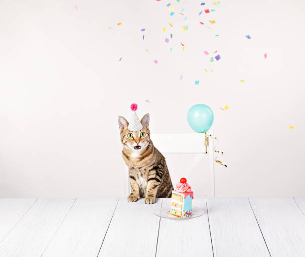 istock Surprise Party Birthday Cat with Cake 1498510211