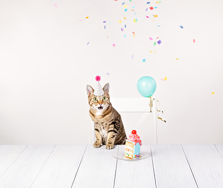 Surprised cat at his birthday party with a slice of cake, confetti and balloons.