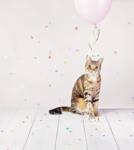 Cute party cat with pink balloon and confetti