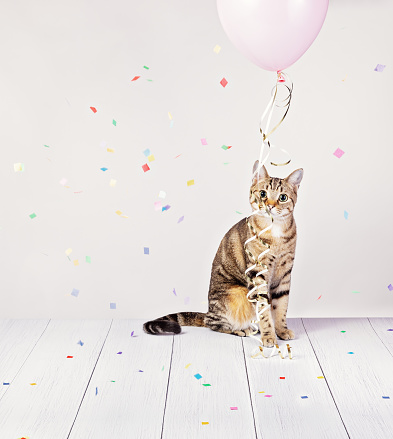 Adorable cat looking at camera plays with balloon while celebrating as paper confetti falls on a white background. Birthday Party or New Years celebration.