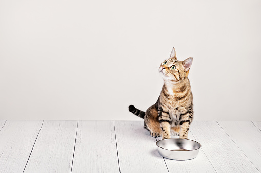 Dinnertime for cute hungry domestic cat sitting and waiting to be fed by a metal food dish on a white background. Copyspace.