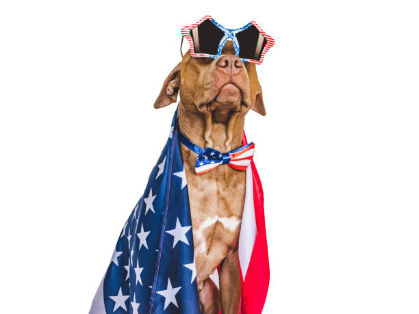 istock Cute brown puppy and sunglasses with American Flag pattern 1498510303