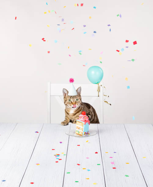 istock Hungry Birthday cat celebrates with cake at party 1498510329