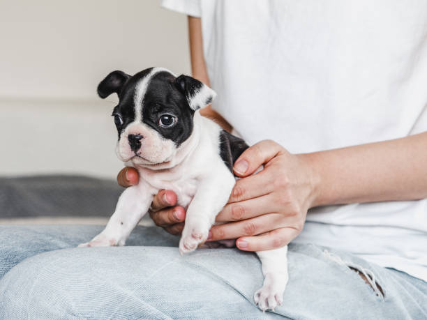 istock Lovable, pretty puppy and female hands. Close-up 1498510737