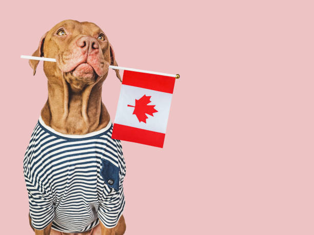 istock Cute puppy with Canadian Flag. Studio shot 1498511066