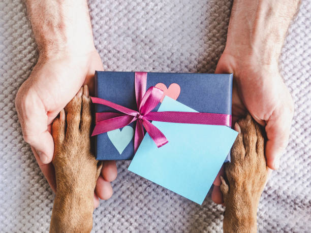 istock Dog paws, male hands and gift box 1498511308