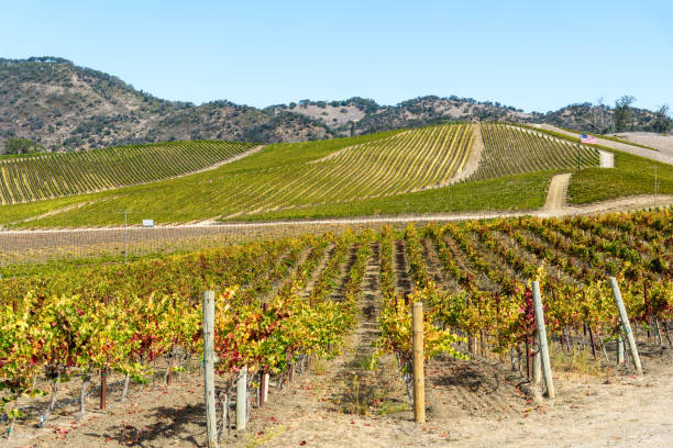istock Rows of vine in a hillside vineyard in Napa valley on a sunny fall day 1498512111
