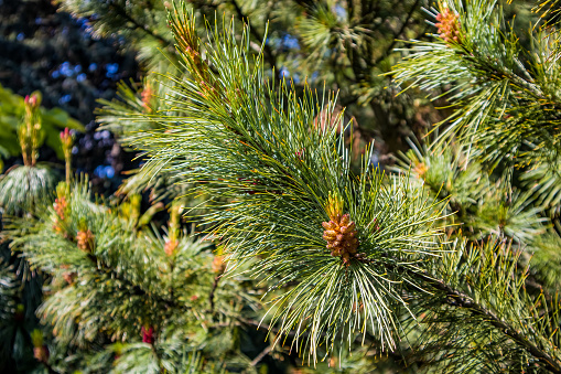 Lush green pine branches with long needles in pinewood. Defocused sunlight on background. Close-up of an evergreen coniferous pine tree. Selective focus.