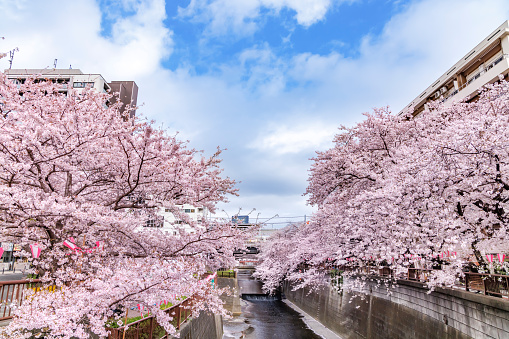 Cherry blossoms in full bloom along the Meguro River