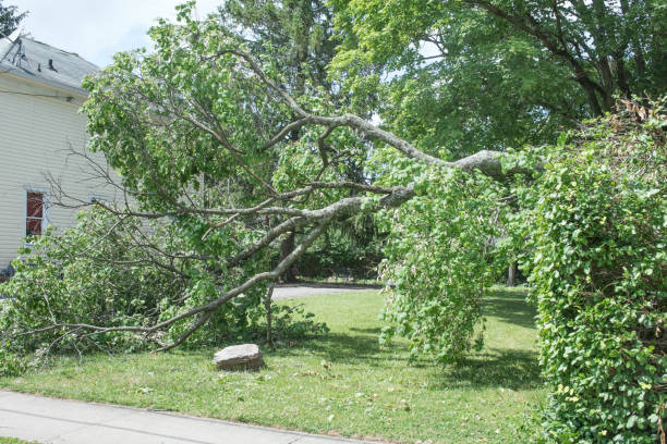 istock Large Tree Branch Felled After Strong Storm 1498513205
