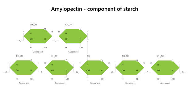 illustrations, cliparts, dessins animés et icônes de amylopectine - polysaccharide. composant de l’amidon. - molecule glucose chemistry biochemistry