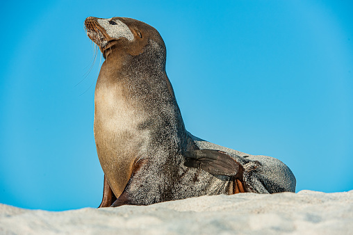 Galapagos Sea Lion, Zalophus wollebaeki, Zalophus californianus wollebacki, Islote Mosquera,  Mosquera,  Galapagos Islands, Ecuador. On the beach on the sand.