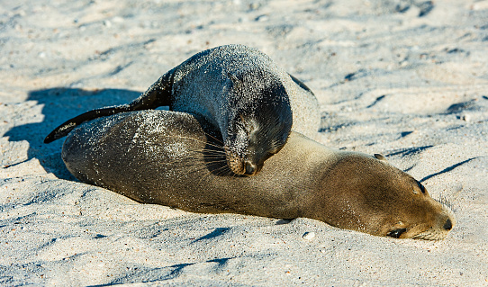 Galapagos Sea Lion, Zalophus wollebaeki, Zalophus californianus wollebacki, Islote Mosquera,  Mosquera,  Galapagos Islands, Ecuador. On the beach on the sand.