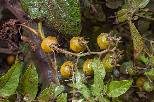Solanum cheesmaniae, is one of two main species of wild tomatoes found on the Galápagos Islands. This species is the one most commonly called the Galapagos tomato. Ecuador; Galapagos Islands;  Galapagos Islands National Park