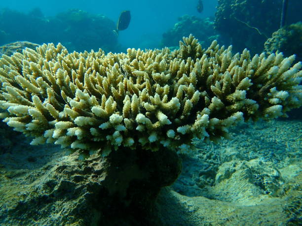 istock Polyp stony coral Acropora tenuis undersea, Red Sea 1498515434