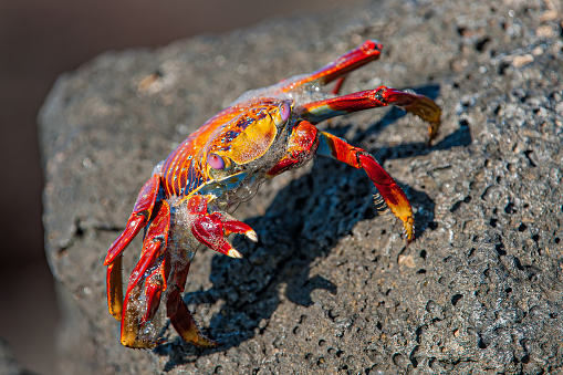 Sally Lightfoot Crab, Grapsus grapsus, Islote Mosquera,  Mosquera Islet, Mosquera,  Galapagos Islands, Ecuador. Molting.