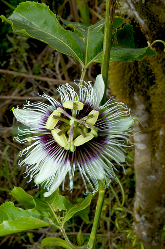 Passiflora edulis, commonly known as passion fruit, is a vine species of passion flower native to southern Brazil through Paraguay and northern Argentina. Ecuador; Galapagos Islands National Park;  Santa Cruz Island.