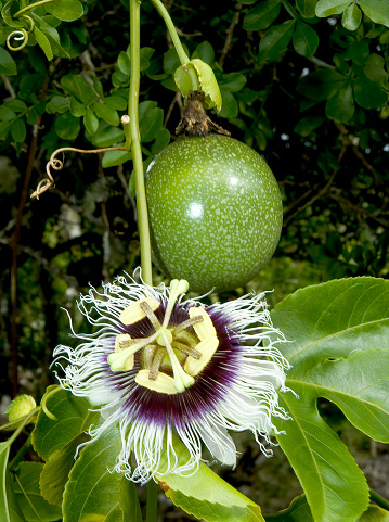 Passiflora edulis, commonly known as passion fruit, is a vine species of passion flower native to southern Brazil through Paraguay and northern Argentina. Ecuador; Galapagos Islands National Park;  Santa Cruz Island.