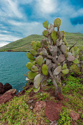 Endemic Prickly pear cactus, Opuntia galapageia var. profusa, Rabida Island,  Jervis Island, Galapagos Islands, Ecuador