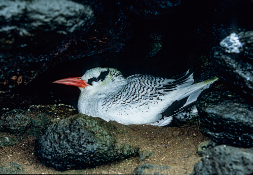 The red-billed tropicbird (Phaethon aethereus) is a tropicbird, one of three closely related species of seabird of tropical oceans. Superficially resembling a tern in appearance, it has mostly white plumage with some black markings on the wings and back, a black mask and, as its common name suggests, a red bill. Ecuador. Galapagos Islands National Park. South Plaza Island.