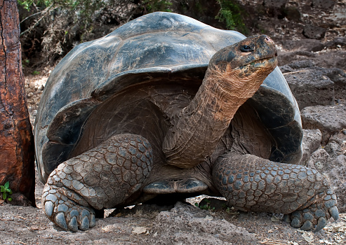 Galapagos Tortoise, Chelonoidis niger porteri, Darwin Station,  Santa Cruz Island, Indefatigable Island, Galapagos Islands National Park, Ecuador