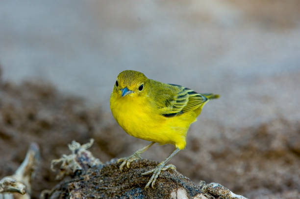 The yellow warbler (Setophaga petechia) is a New World warbler species. Yellow warblers are the most widespread species in the diverse genus Setophaga. Santa Cruz Island, Galapagos Islands National Park, Ecuador. Female la curruca amarilla (setophaga petechia) es una especie de curruca del nuevo mundo. las currucas amarillas son las especies más extendidas en el diverso género setophaga. isla santa cruz, parque nacional islas galápagos, ecuador. hembra.