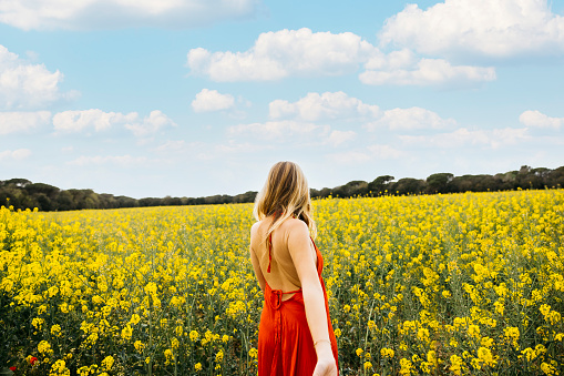 Rear view of a young blonde woman, wearing a red dress, walking amidst a field of blooming yellow rapeseed flowers