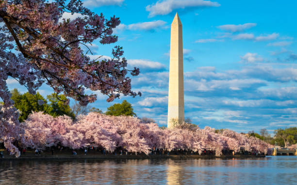 washington monument at golden hour