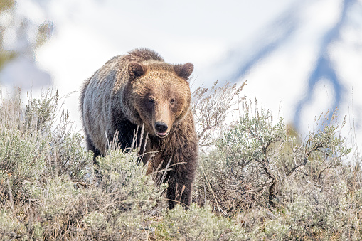Grizzly bear sow looking at camera in the Yellowstone Ecosystem in western USA, North America.