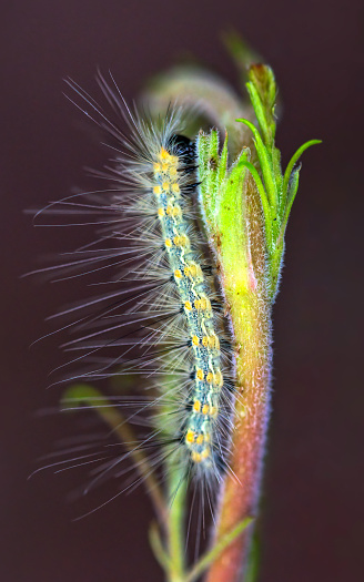 caterpillar climbing on grass
