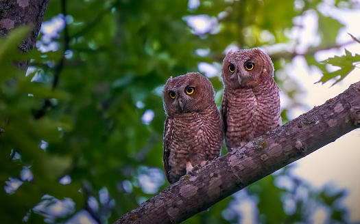 red morph screech owl babies on branch